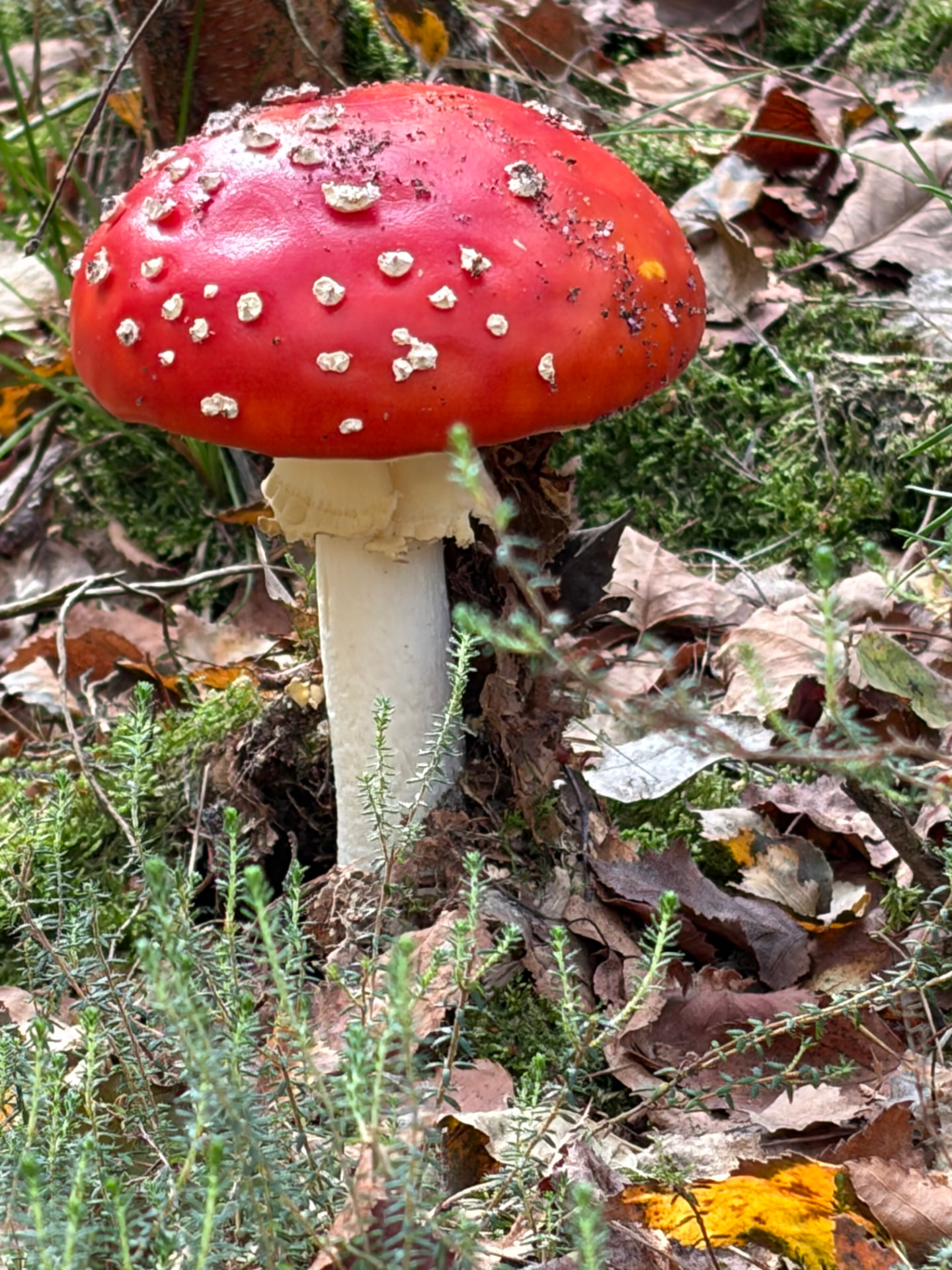 Vliegwielzwam met witte stippen tussen herfstbladeren