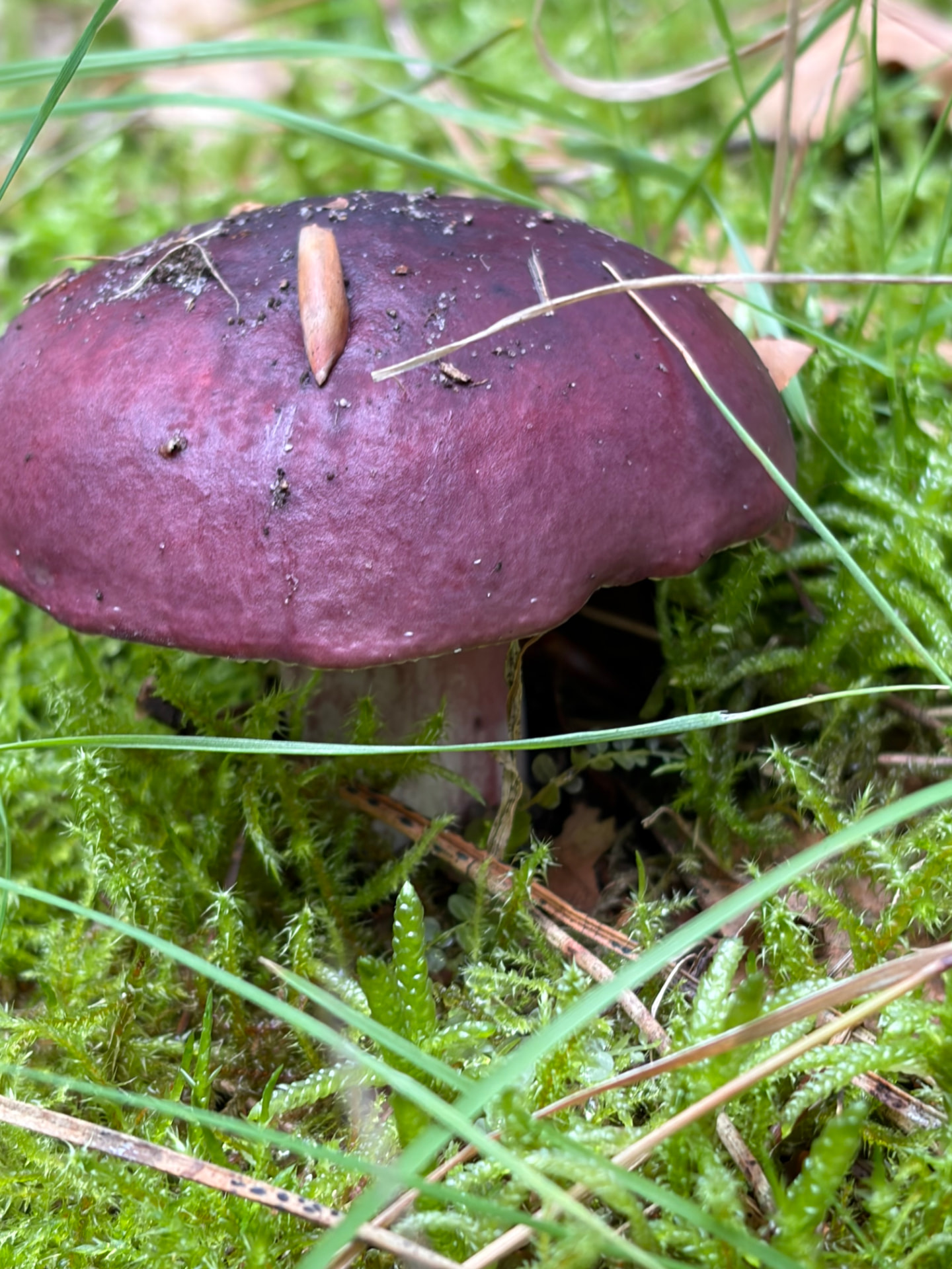 Paarsrode boleet in het groene mos