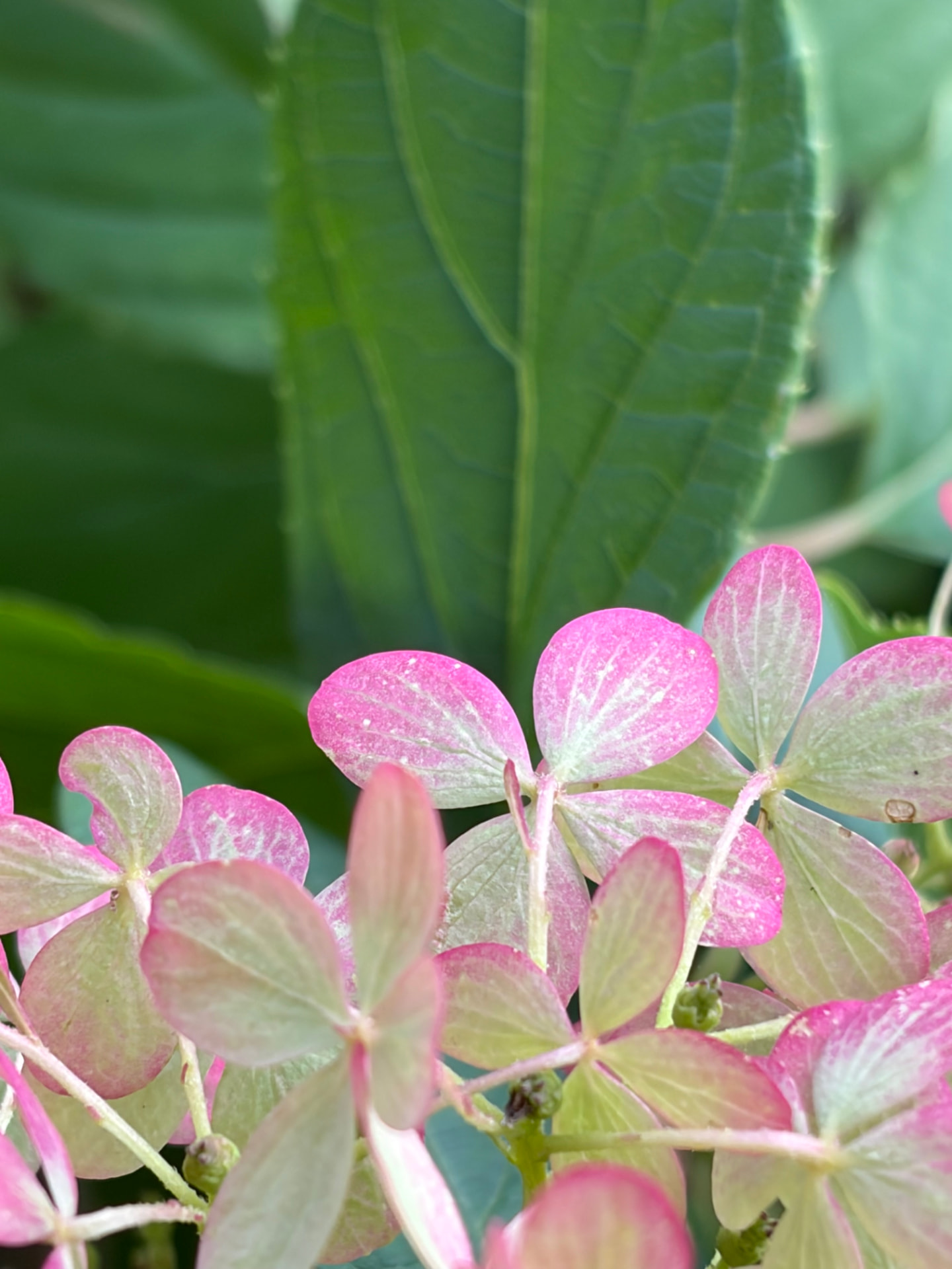 Hortensia in roze en groen