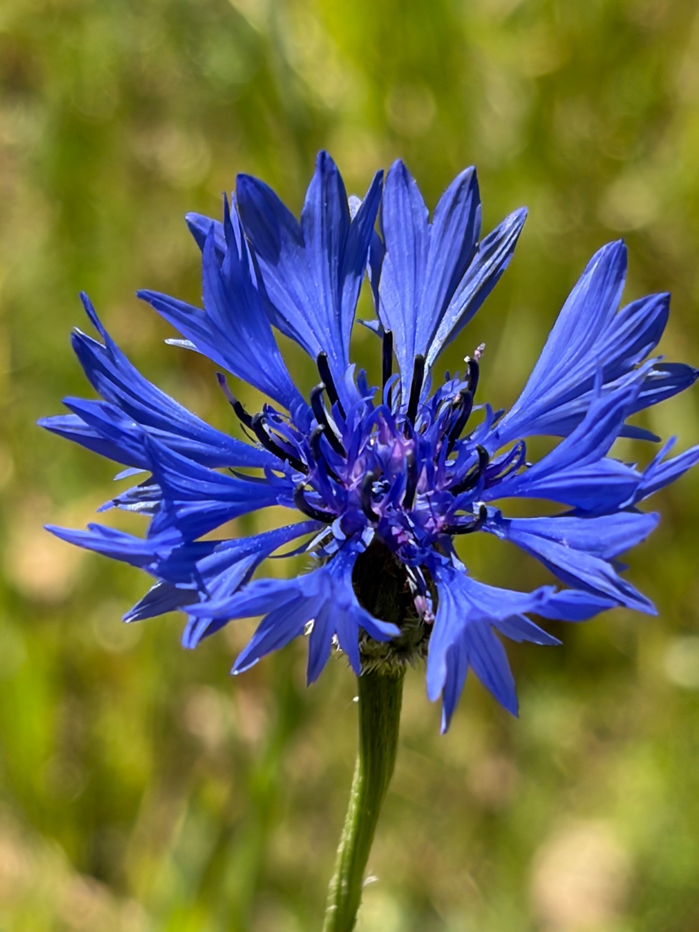 Korenbloem